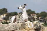WHIPPET 252